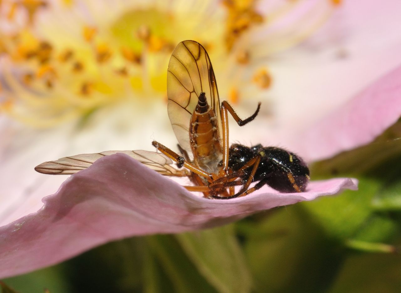 Synema globosum